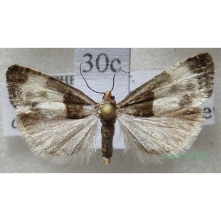 Notocelia cynosbatella (Linnaeus, 1758) Czech30c